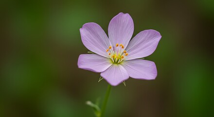 Fototapeta premium Stunning Bloom in High-Resolution Macro Photography of Nature