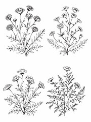 Tansy line art elegant floral drawing.eps