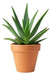 Fototapeta premium Aloe vera plant in a clay pot, small indoor plant isolated background