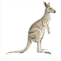 kangaroo Vector