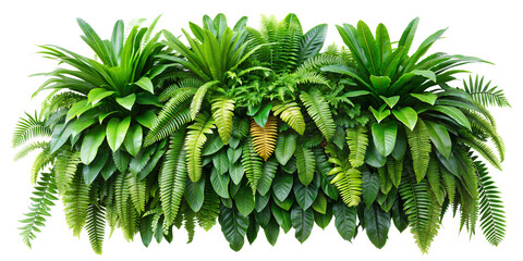 evergreen leaves of tropical plants shrubs (Monstera, palm, fern, rubber plant, pine, birds nest fern) floral arrangement isolated on white background . cutout, or clipping path.