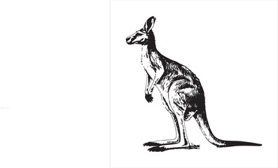 kangaroo Vector