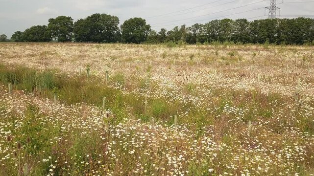 Drone gradually reveals a large wet patch surrounded by blooming wildflowers in a rural springtime field. Visual contrast highlights habitat variety, seasonal saturation, and land resilience.