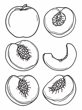 Whole nectarine with two peach slices line art sketch.eps