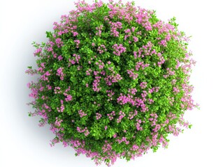 Beautiful Blooming Flower Tree Top View Isolated on White Background for Landscape Plan and Architecture Drawing