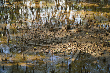 Mangrove swamp conservation to help native species and ocean life and fish stocks recover and control erosion.
