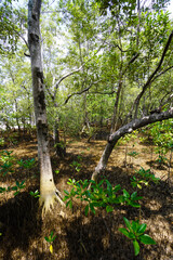Mangrove swamp conservation to help native species and ocean life and fish stocks recover and control erosion.