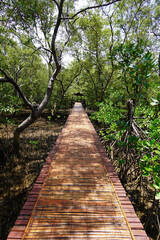 Mangrove swamp conservation to help native species and ocean life and fish stocks recover and control erosion.