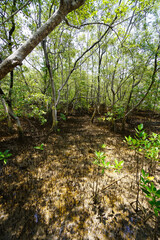 Mangrove swamp conservation to help native species and ocean life and fish stocks recover and control erosion.