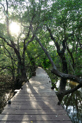 Mangrove swamp conservation to help native species and ocean life and fish stocks recover and control erosion.