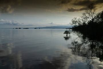 Mangrove swamp conservation to help native species and ocean life and fish stocks recover and control erosion.
