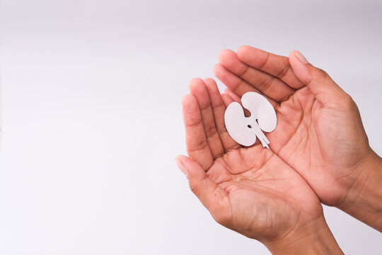 World kidney day. Hand holding kidney shaped paper on white background. National Organ Donor Day. Kidney health concept. top view banner. copy space