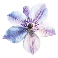 Fototapeta premium Delicate Flower.png 