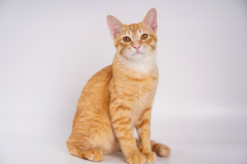 Obraz premium Ginger Cat, A charming orange cat poses against a neutral background, showcasing its playful and curious nature. kitten