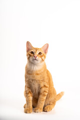 Ginger Cat, A cute orange tabby cat sitting upright, looking curiously at the viewer against a light background. kitten