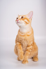 Ginger Cat, A curious orange cat sits elegantly, gazing upward with bright eyes and a soft coat, showcasing its playful and inquisitive nature. kitten