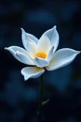 A delicate white flower with yellow center stands out against a dark blurred background, showcasing its elegant petals.