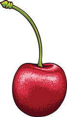 Vector illustration of cherry isolated on white background