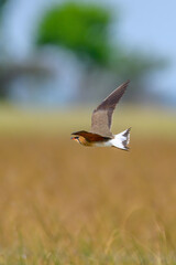Flying bird 