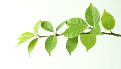 Fototapeta premium Isolated foliage against a plain white surface, branch, crisp, isolated