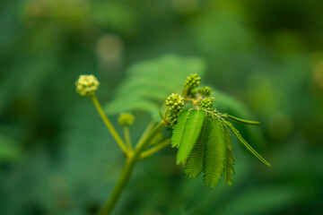 Close-up of pine leaves growing wild in a dense forest area. Detail and bokeh of pine leaves for background