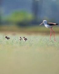 Beautiful bird scene 