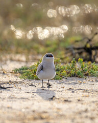 Beautiful bird scene 