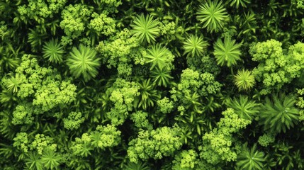 Fototapeta premium Lush green foliage overhead view
