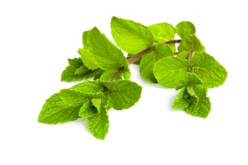 Fresh peppermint sprigs with juicy leaves laid out on white. © Grzegorz