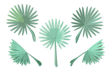 vector palm leaves set. Clip art isolated on transparent background.