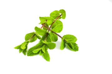 Mint sprigs with lush foliage arranged neatly on white.