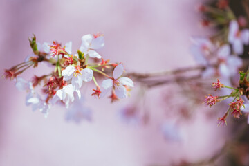 満開の赤城南面千本桜