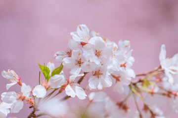 満開の赤城南面千本桜