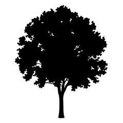 Fototapeta premium elm tree vector silhouette icon, black and white illustration of trees.