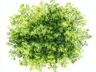 Beautiful Watercolor Illustration of Blooming Tree from Top View Isolated on White Background for Landscape and Architecture