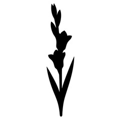 Fototapeta premium Black and white illustration of gladiolus , flower silhouette vector designs.