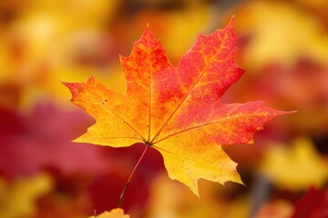 Vibrant autumn maple leaf