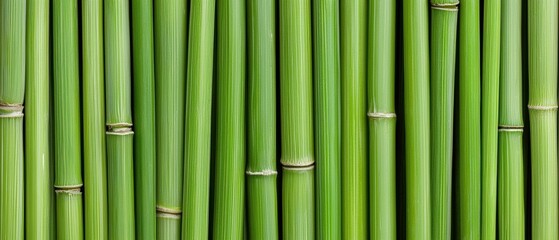 Obraz premium A vertical line of green bamboo stalks.