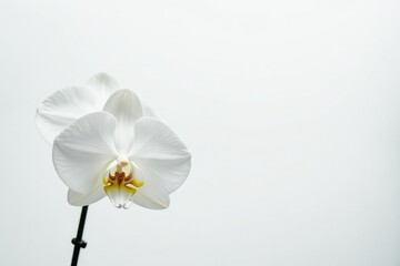 Obraz premium Delicate white orchid blossom against pure white backdrop, design, spring, background