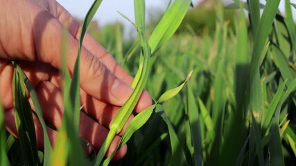 A hand gently examines a stalk of young, green wheat in a field, with more wheat stalks blurred in the background under a soft sky.