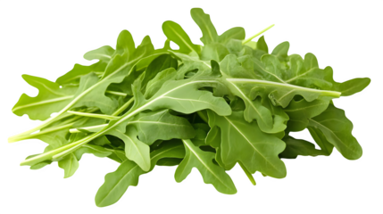 A handful of arugula leaves with their distinct peppery shape, isolated on white background