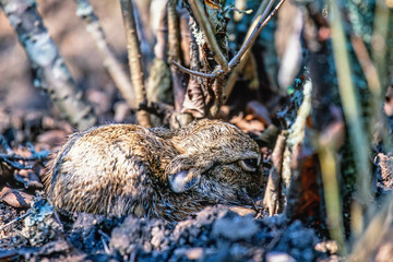 Cute newborn hare lying down in the soil and trying to hide