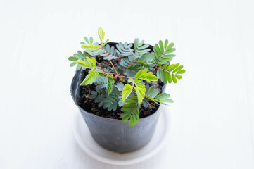 オジギソウの苗