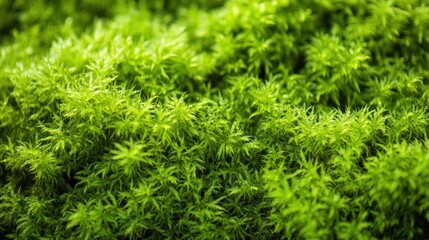 Close-up view of vibrant green moss (1)