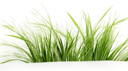 Obraz premium Lush Green Grass with Vibrant Blades on White Background