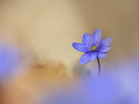 Close-up of a purple liverwort flower blooming in a forest during spring.