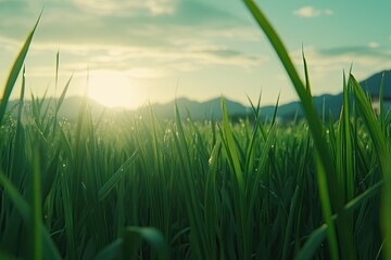 Fototapeta premium Lush green grass field at sunrise