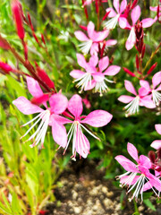 ピンク色のガウラ