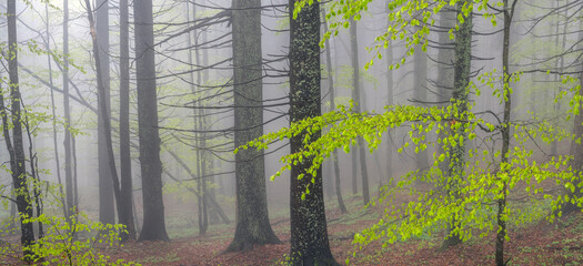 Foggy Natural Mixed Tree Forest. Natural Pine and Beech Tree Forest with thick Fog in Spring....