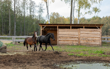 Two horses running together in the paddock. Herd relations between horses.  In the background...